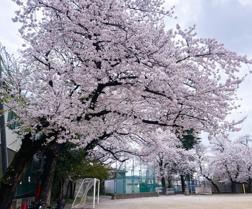 新倉小学校の桜